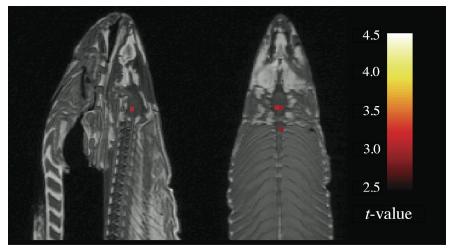FishFMRI